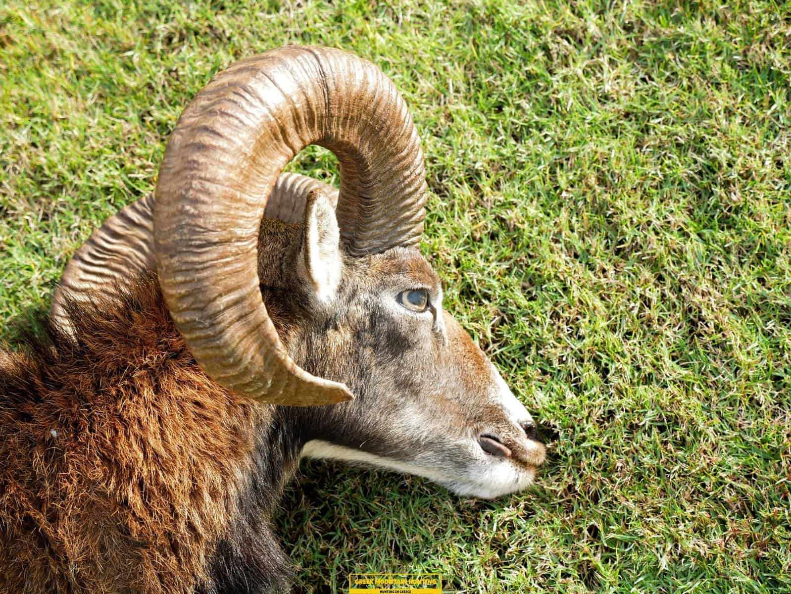 grand slam ibex