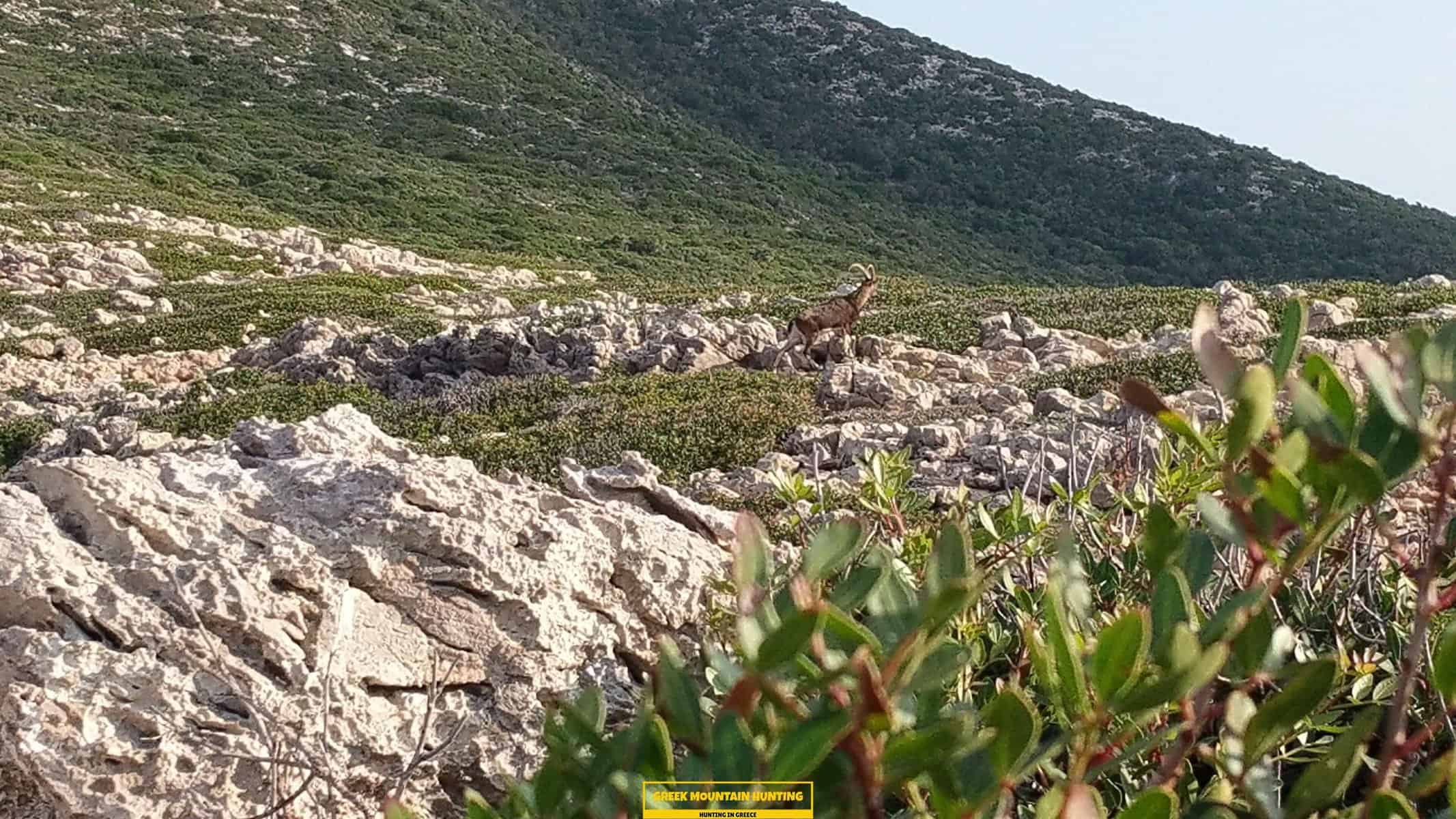 hunting in greece
